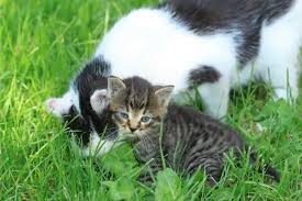 How long does it take for a mother cat to forget her kittens? Can Kittens Stay With Their Mother Forever Petskb