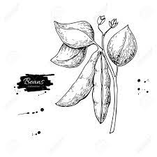 Check spelling or type a new query. White Bean Plant Hand Drawn Vector Illustration Isolated Vegetable Engraved Style Object Detailed Vegetarian Food Drawing Farm Market Product Great For Menu Label Icon Royalty Free Cliparts Vectors And Stock Illustration Image