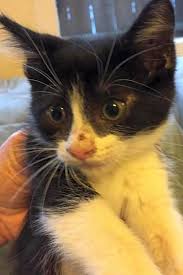 In the city of berkeley and san diego county, they reported that euthanasia rates for all cats that are brought to their shelters have been reduced by. Looking To Adopt A Pet Here Are 5 Fluffy Felines To Adopt Now In San Antonio