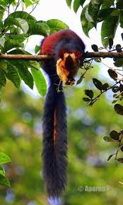 Meet One Of The World S Most Eye Catching Rodents Twitter Giant Squirrel Squirrel Indian Giant Squirrel