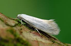 Image result for Pleiotaxis argentea