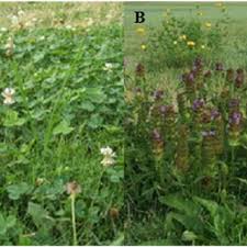 Simply the best flowers eden nc. Pdf Testing Flowering Perennial Plants In A Bermudagrass Cynodon Spp Lawn