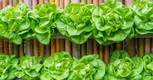 We did not find results for: How To Use Epsom Salts To Help Green Up Foliage
