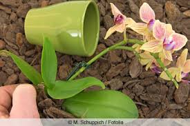 Nachdem die blüte überwunden ist. Gelbe Und Schlaffe Blatter An Orchideen Was Tun Gartenlexikon De