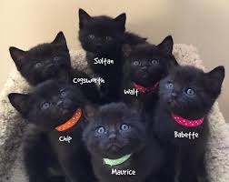 White kitty with black kittens he's a big brother to the kittens. Cat Rescued From Cold Brings A Surprise For Her Saviors Bored Panda