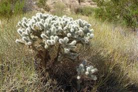 Knowing how to maintain your cacti during the year will help them grow healthy and beautiful. Cholla Cactus Facts Gardenerdy