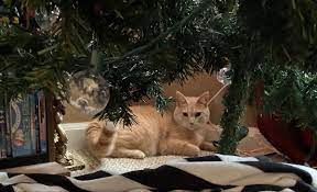 Butters Under The Christmas Tree Silly Cats Lion Sculpture Cats