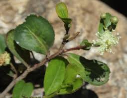 Image result for Aphloia theiformis