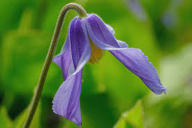 We did not find results for: Drooping Clematis Flower Photograph By Alan Boucher