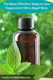 peppermint oil as a natural mouse repellent