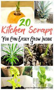 20 Kitchen Scraps You Can Grow With Kids Laughing Kids Learn Gardening For Kids Gardening Kids Activities Preschool Garden