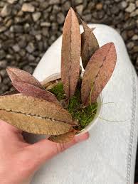 Image result for Oeceoclades quadriloba