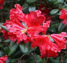 Buy Rhododendron Scarlet Wonder Dwarf Rhododendron Online From Jacksons Nurseries Rhododendron Ornamental Plants