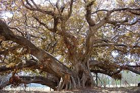 Image result for Ficus ingens
