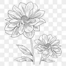 Black And White Hand Drawn Flowers Line Drawing Flower Clipart Black And White Line Drawing Flowers Png Transparent Clipart Image And Psd File For Free Downl Flower Drawing Flower Line Drawings