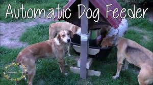 It's a simple and useful project which we had plenty of fun making. How To Make A Dog Feeder Youtube