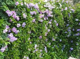 Image result for Bignonia callistegioides