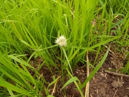 Image result for Kyllinga squamulata