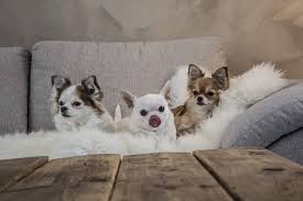 Variano tra i 500 e i 1500 euro, tra i più costosi ci sono il bulldog inglese e i samoiedo. Cani Da Appartamento Le Razze E Quali Scegliere Pets Gadget