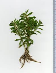Image result for Ammannia baccifera
