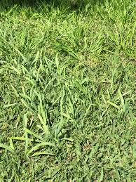 Image result for Lotononis bainesii