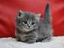 Munchkin Kittens for Sale - Cats, Kittens, and Cat Breeders