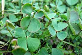 Image result for Mostuea hirsuta