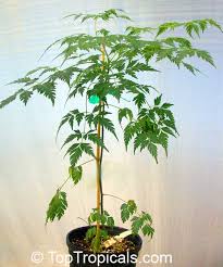 Image result for Melia azedarach