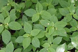 Image result for Impatiens psychadelphoides