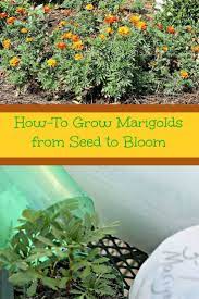 Growing Marigolds From Seed To Bloom Growing Marigolds Growing Flowers Vegetable Garden Tips
