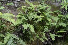 Image result for Asplenium reekmansii
