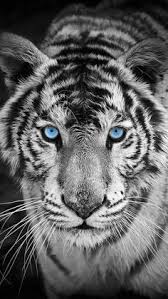 White Tiger Iphone Wallpaper Tiger Wallpaper Animals Animal Wallpaper