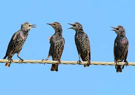 There are a few foods which are less palatable to blackbirds and using these in feeders. 15 Tips On How To Get Rid Of Starlings Fast Humanely World Birds