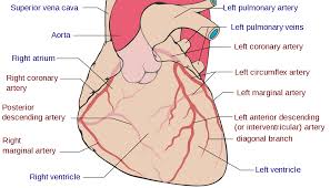 Coronary Circulation Wikipedia