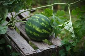 Jan 27, 2021 · the watermelon's heavenly taste originated almost 5,000 years ago in africa. How To Plant Grow And Harvest Watermelon