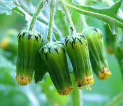 Image result for Senecio vulgaris