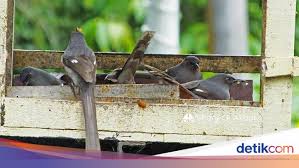 Warna bulu kuning terang dominan di bagian bawah paruh. Burung Liar Di Dataran Tinggi Malaysia Ini Tak Takut Manusia