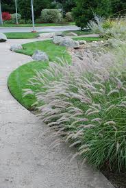Maybe you would like to learn more about one of these? Pennisetum Orientale Karley Rose Flr 3 Karley Rose Fount Flickr