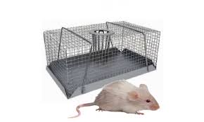 If powerful enough, such a trap kills a mouse instantly. Multi Catch Mouse Trap Small Humane Mice Control Buy Online