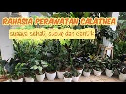 Rahasia Perawatan Calathea Youtube Di 2020 Mawar Taman Kesuburan Taman