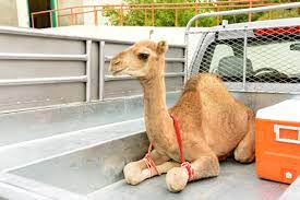 Photograph by joel sartore, national geographic photo ark. Camel Hump The Ultimate Delicacy Anissa S Blog