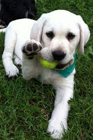 Pin By Frannie Zaydak On Animals Lab Dogs Lab Puppies White Labrador Puppy
