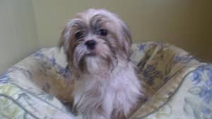 Visit us now to find your dog. Lovely F Shihtzu 11 24 17 For Sale In Paterson New Jersey Classified Americanlisted Com