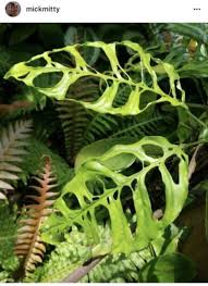 True Monstera Obliqua Peru Extremely Rare Aroid Ebay Plants Monstera Obliqua House Plants