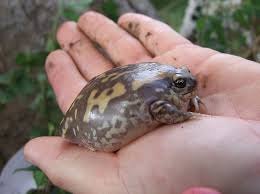 Pin On Frogs And Toads
