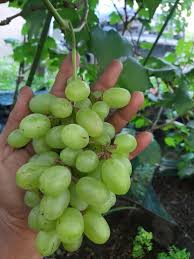 Maybe you would like to learn more about one of these? Ternyata Seperti Ini Penampakan Buah Anggur Autumn King Di Indonesia Pohon Anggur Genjah