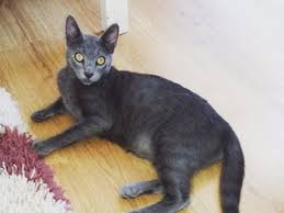 Kedi Trabzon