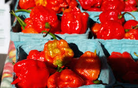 Why Some People Can Tolerate The Worlds Hottest Pepper