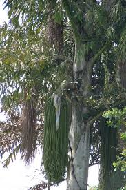Image result for Caryota urens