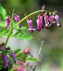 Hearthsiderentals Com Bleeding Heart Wild Plants Wild Flowers